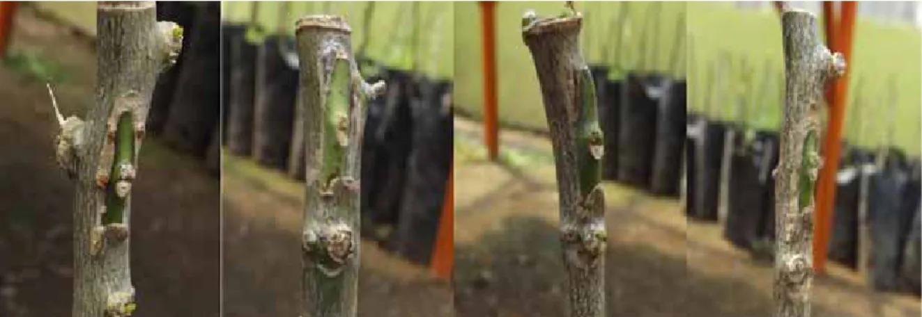 Gambar 1. Mata tunas tanaman jeruk dalam kondisi dorman