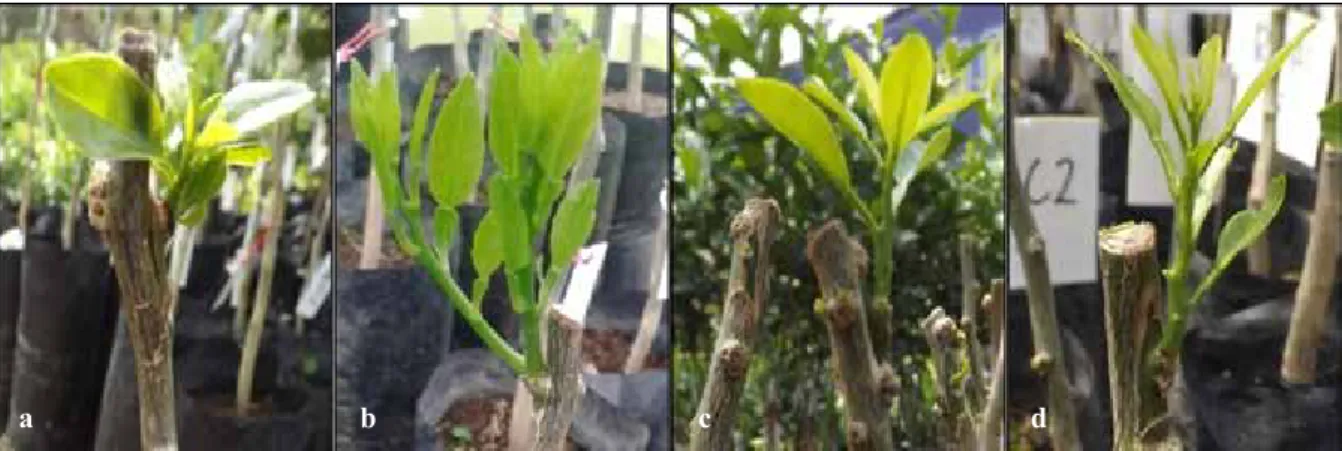 Gambar 5.   Pertumbuhan mata tunas jeruk 28 hari setelah penyemprotan ZPT. (a) rootone-F, (b)  giberelin,  (c) bawang merah, dan (d) air kelapa muda