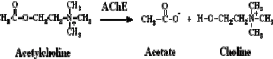 Gambar 2. Reaksi Hidrolisis Asetilkolin Menjadi Asetat dan Kolin oleh Enzim  Asetilkolinesterase 3 