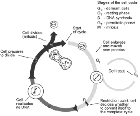 Gambar 2. Siklus Sel (Anonim c , 2007) 