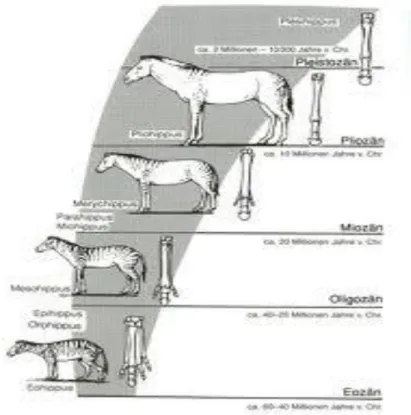 Gambar  Evolusi  Kuda  dimulai  dariu  50  jtl  dimulai  pada  era  Eocence,  Oligocence,  Miocence,  Pliocence,  Pleistocence,  dan  bentuk  dari  kuda  yang  ada  saat  ini  (Anonim, 2009)