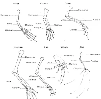 Gambar Struktur Homologi pada beberapa vertebrata. Semua tetrapod moderen mempunyai pentadactyl dasar  (lima digit) struktur lengannya