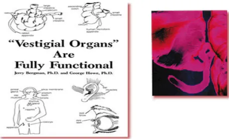 Gambar  Organ vestigial pada manusia yang berupa umbai cacing (apendiks vermiformis) (Anonim,  2010)  