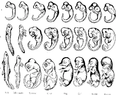Gambar Perkembangan embrio vertebrata. Semua vertebrata memiliki celah-celah insang      pada stadium  embrional (Widodo, Lestari, U., Amin, M.,  2003)