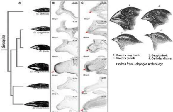 Gambar Perbandingan bentuk paruh burung Finch secara anatomi (a) dan (b) morfologi (Anonim, 2009) 
