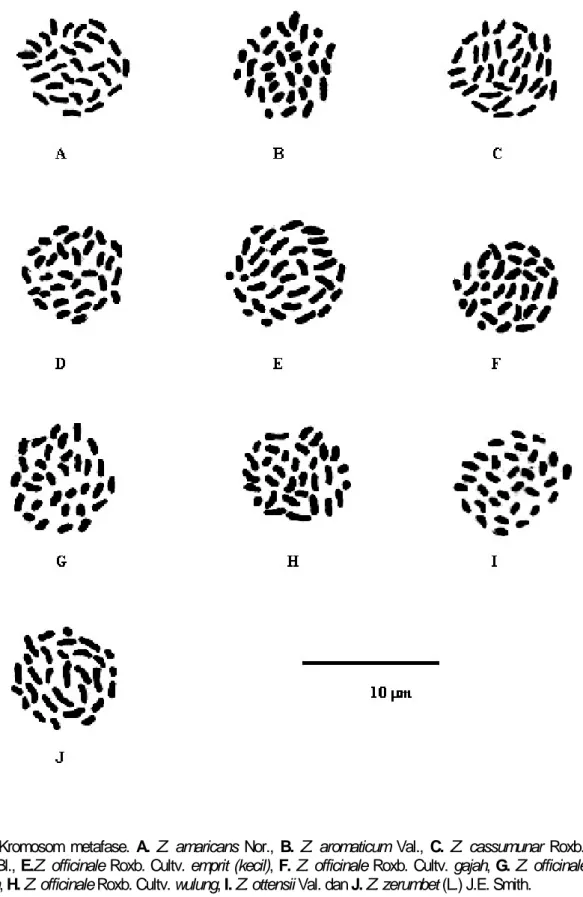 Gambar 1. Kromosom metafase. A.  Z. amaricans Nor.,  B.  Z. aromaticum Val.,  C.  Z. cassumunar Roxb.,  D