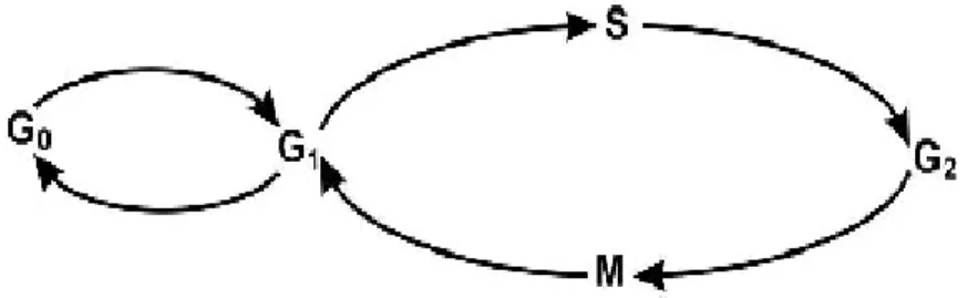 Gambar 1. Siklus Sel (Ganiswara dan Nafrialdi, 1995).