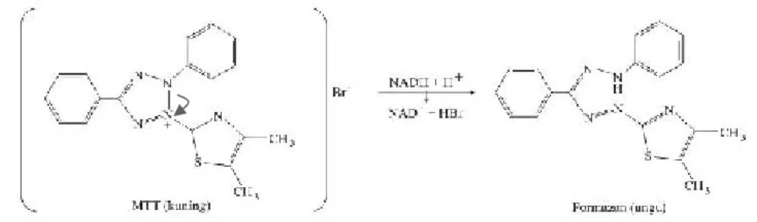 Gambar 2. Reaksi Reduksi MTT Menjadi Formazan (Mosmann, 1983)