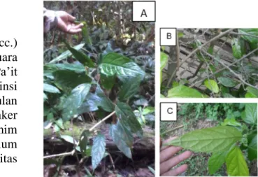 Gambar 1. Tumbuhan  Mekai  (Albertisia  papuana  Becc.).  A.  Tumbuhan  Mekai;  B.  Batang  Mekai;  C