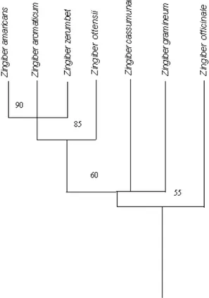 Gambar 1. Dendrogram hubungan kekerabatan antara tujuh spesies Zingiber