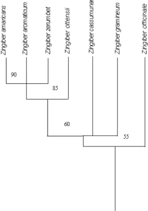 Gambar 1. Dendrogram hubungan kekerabatan antara tujuh spesies Zingiber