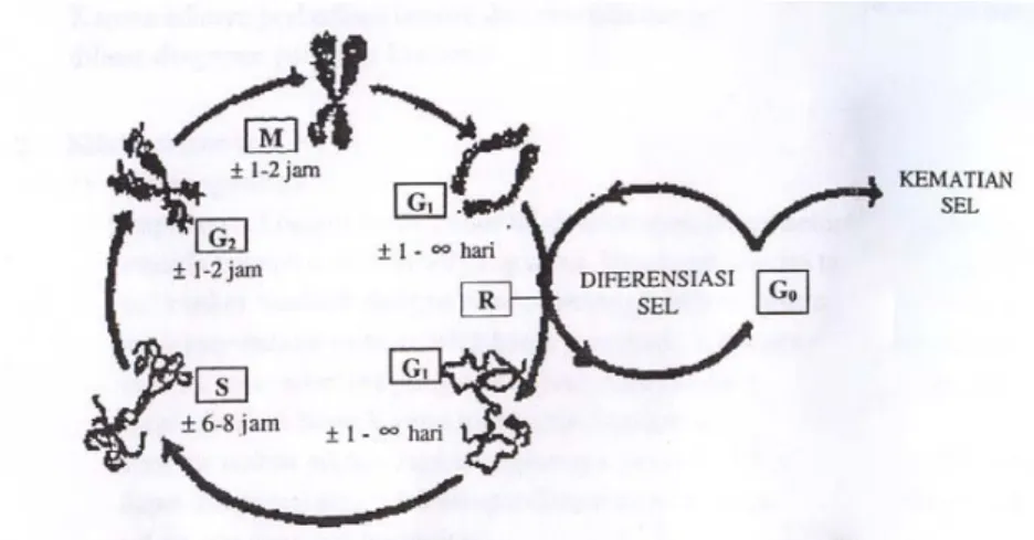 Gambar 1. Siklus Pertumbuhan Biologis Sel. Siklus pertumbuhan sel terdiri  dari 4 fase yaitu fase-G1 (fase pertumbuhan ke-1), fase-S (fase sintesis), fase-G2 