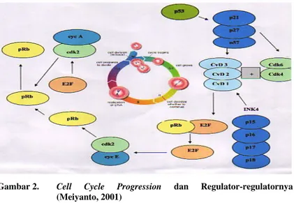 Gambar 2. Cell Cycle Progression dan Regulator-regulatornya (Meiyanto, 2001)