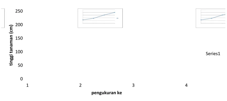 Grafik Tinggi Tanaman Kelas E 1 benih per lubang dan jarak tanam 70 × 25 cm