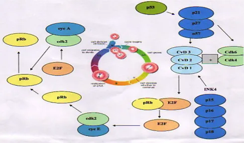 Gambar 3. Cell Cycle Progression dan Regulator-Regulatornya (Meiyanto, 2001) Cell cycle progression terdiri atas fase sintesis (S) dan fase mitosis (M) yang