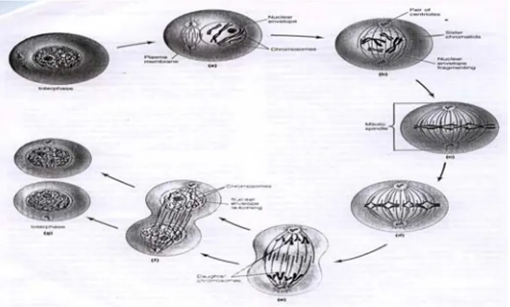 Gambar 1. Proses Pembelahan Sel Meliputi Beberapa Tahap (a) Profase, (b) Prometafase, (c) Metafase, (d) Anafase, (e) Awal Telofase, (f) Telofase (Becker, 1986)