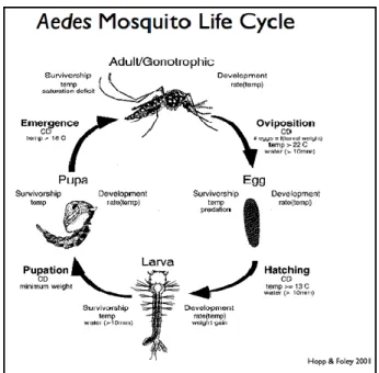 Gambar 4. Siklus hidup Aedes aegypti (Heige and Foley, 2008) 