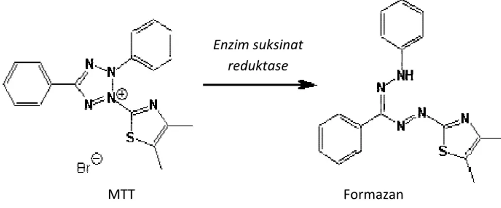 Gambar 2. Reaksi reduksi MTT menjadi formazan oleh enzim reduktase. 