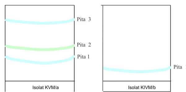 Gambar 1.  Kromatogram KLT Preparatif  fraksi semi polar dibawah sinar UV 366 nm.