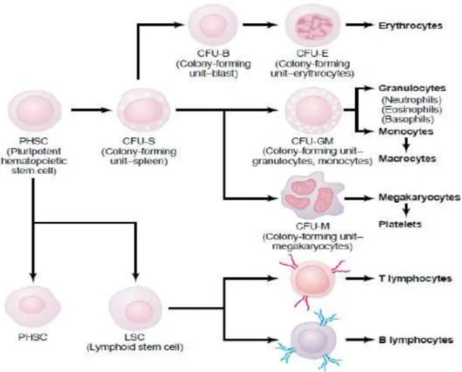 Gambar 1. Proses hematopoiesis 2