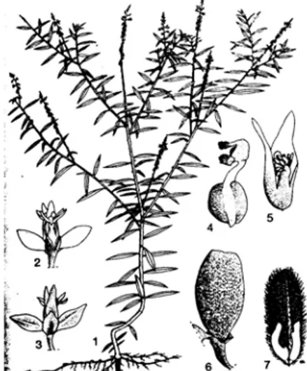 Gambar 1. Sketsa Polygala paniculata L. 