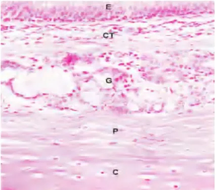 Gambar 17-5. Trakea. Dinding trakea dilapisi oleh epitel respiratorik (E) khas yang terletak di bawah jaringan ikat (CT) dan kelenjar seromukosa (G) pada lamina propria