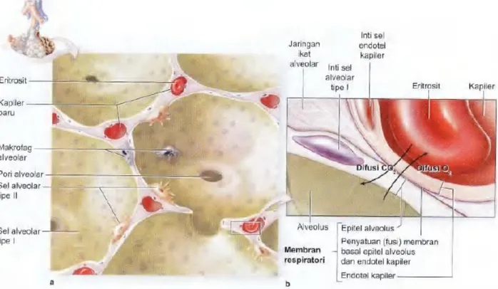 Gambar   17-12.  Alveoli   dan   sawar   darah-udara.   Pertukaran   udara   antara   udara   dan   darah   terjadi   di   sawar bermembran di antara setiap alveolus dan kapiler yang mengelilinginya