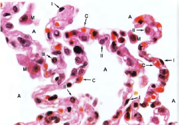 Gambar 17-l3. Dinding alveolus. Dinding antara alveoli (A) mengandung sejumlah tipe sel