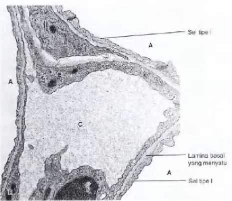 Gambar 17-14. Ultrastruktur sawar darah-udara. TEM potongan transversal kapiler (C) di septum interalveolar memperlihatkan area pertukaran gas antara darah dan udara di ketiga alveolus (A)