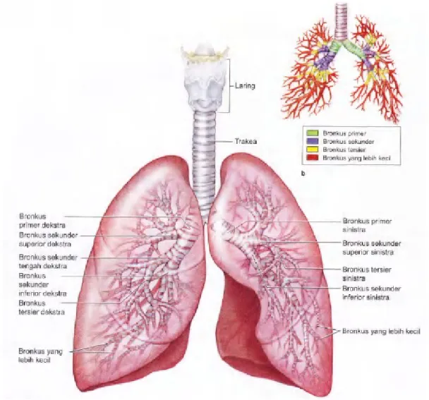 Gambar 17-6. Percabangan bronkus. Trakea bercabang sebagai bronkus primer kanan dan kiri yang memasuki hilus di sisi posterior setiap paru sepanjang pembuluh darah, pembuluh limfe, dan saraf  paru