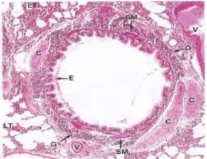 Gambar 17-7. Bronkus (segmental) tersier. Pada potongan melintang bronkus besar, lapisan epitel respiratorik (E) dan mukosa terlipat akibat kontraksi otot polosnya (SM)