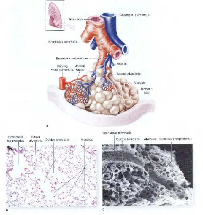 Gambar   17-10.   Bronchiolus   terminalis,   bronchiolus   respiratorius,   dan   alveoli