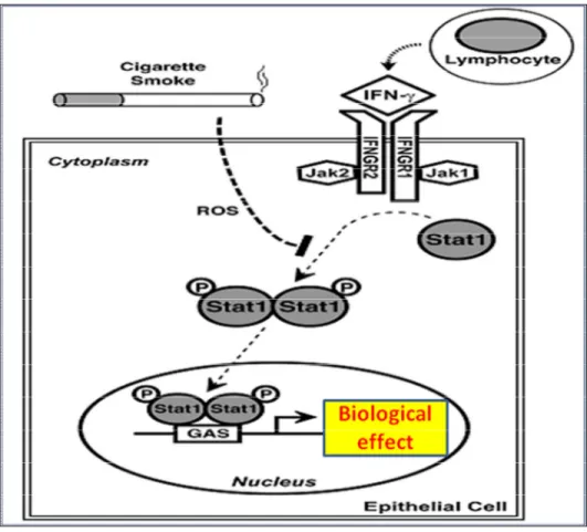 Gambar 2.2. Mekanisme kerja IFN-γ di dalam sel (Medestou, 2010) 