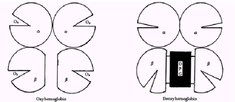 Gambar 8 : Diagram yang memperlihatkan pengaruh dari 2,3-DPG       pada Interaksi Hemoglobin -Oksigen 
