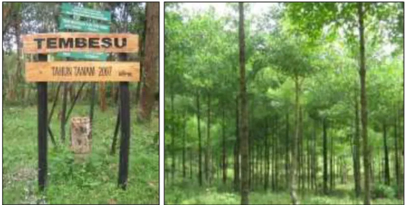 Gambar 5. Tegakan tembesu 