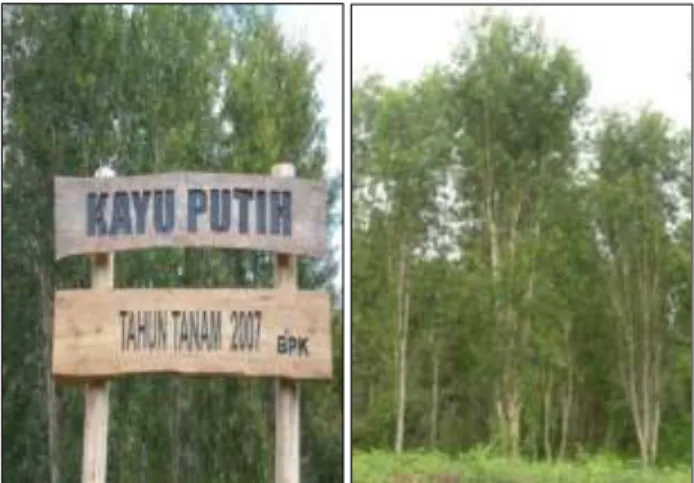Gambar 8. Tegakan kayu putih 