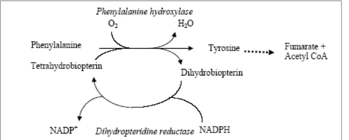 Gambar 7. Hidroksilasi fenilalanin menjadi tirosin   