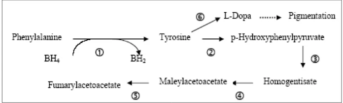 Gambar 10. Berbagai letak gangguan enzim katabolik tirosin. 1. fenilketonuria; 2. tirosinemia tipe II; 3