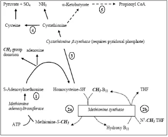 Gambar 12 metabolisme sistein 