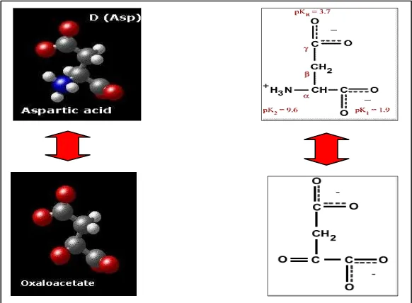 Tabel 2. Berbagai reaksi yang melibatkan asam aspartat.  