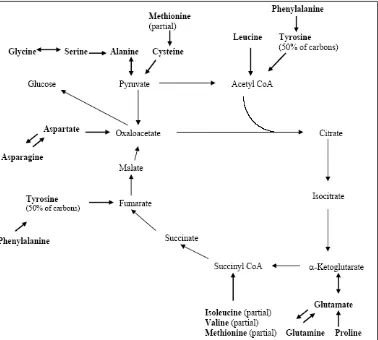 Gambar 1. Jalur metabolisme asam amino dalam siklus asam sitrat  