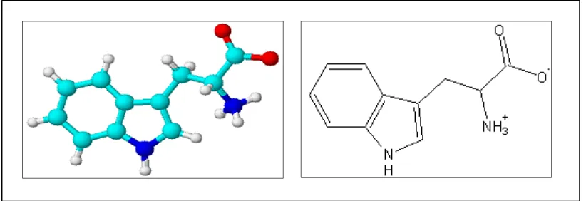 Gambar 2. Molekul triptofan. 