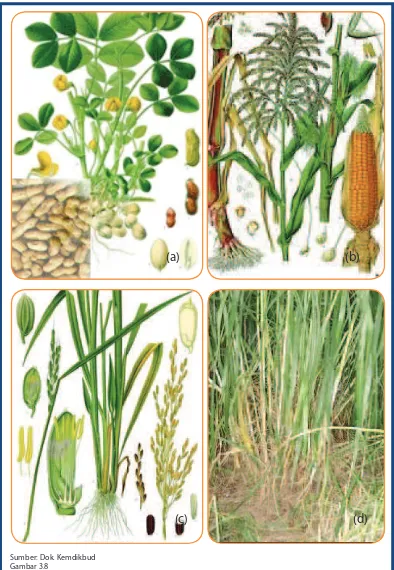 Gambar 3.8(a) kacang tanah, (b) jagung, (c) padi,  (d) rumput.