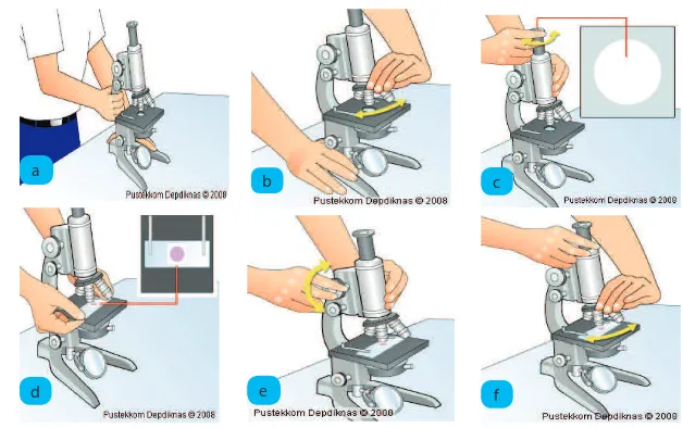 Gambar. 3.11 Cara Menggunakan Mikroskop.