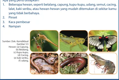 Gambar 3.5Hewan: (a) Capung, 