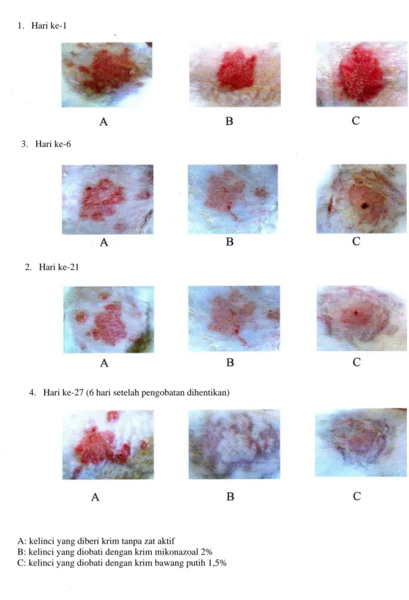 Gambar 2. Gambaran gejala klinis pada kelinci selama pengobatan A: kelinci yang diberi krim tanpa zat aktif 