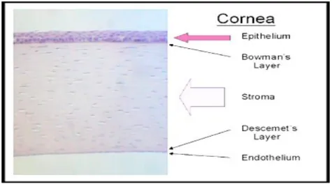 Gambar 2. Corneal Cross Section
