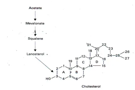 Gambar 2 Struktur kolesterol (Johnson &amp; Everitt 1984) 