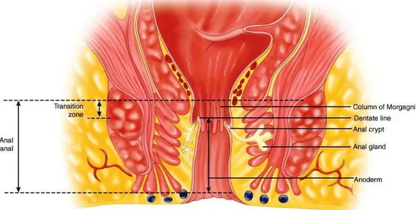 Gambar 1. Anatomi Anal Canal