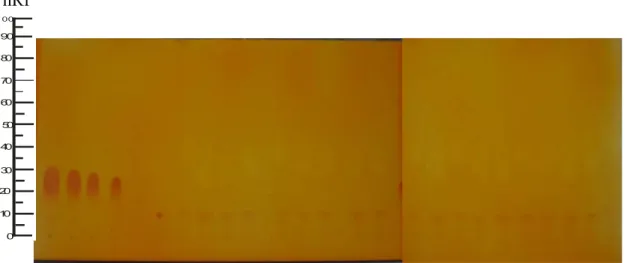 Gambar 3. Hasil Penotolan Seluruh Sampel /sirup yang mengandung fraksi  terstandar (kanan 6-25), larutan baku (kiri 1-5) dengan fase diam silika  gel 60 F 254  dan fase gerak etilasetat : metanol (1:5) 